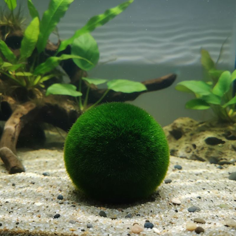 Moosbälle xl 5-7 cm - Aegagropila linnaei Moosbälle xl 5-7 cm - Aegagropila linnaei
