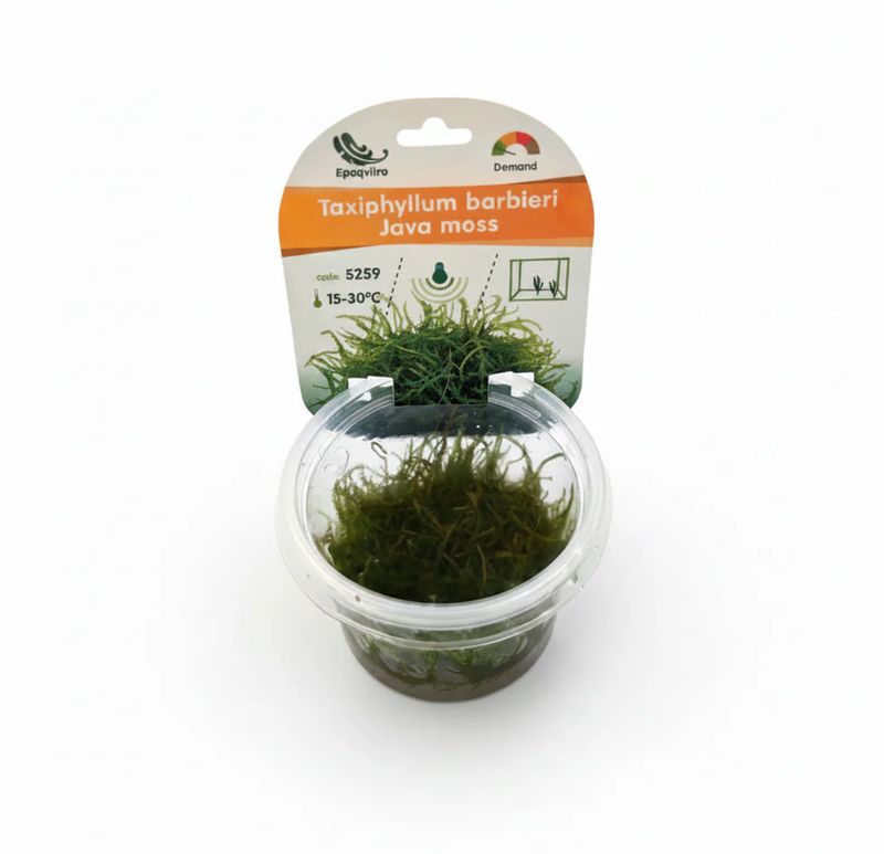 Taxiphyllum barbieri - InVitro Javamoos Aquarium Moos