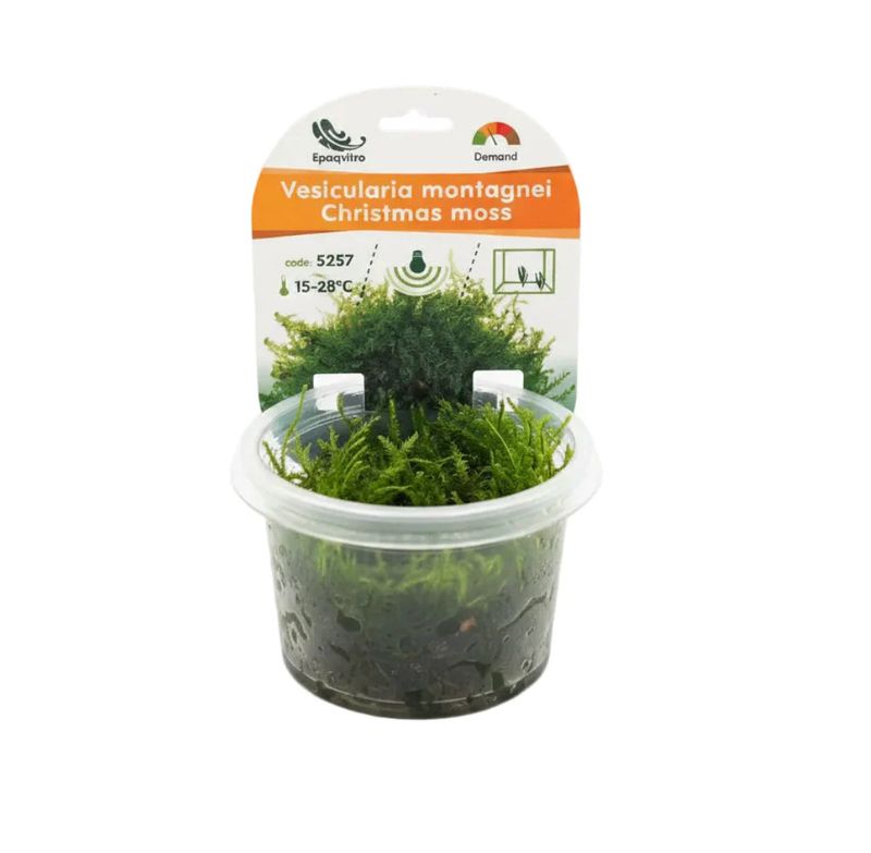 Vesicularia montagnei InVitro Christmas Moos Aquarienpflanze