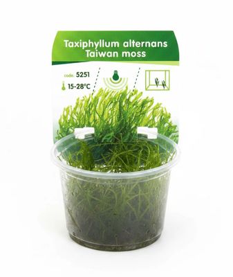 Taiwan Moos – Taxiphyllum alternans 'Taiwan Moss'