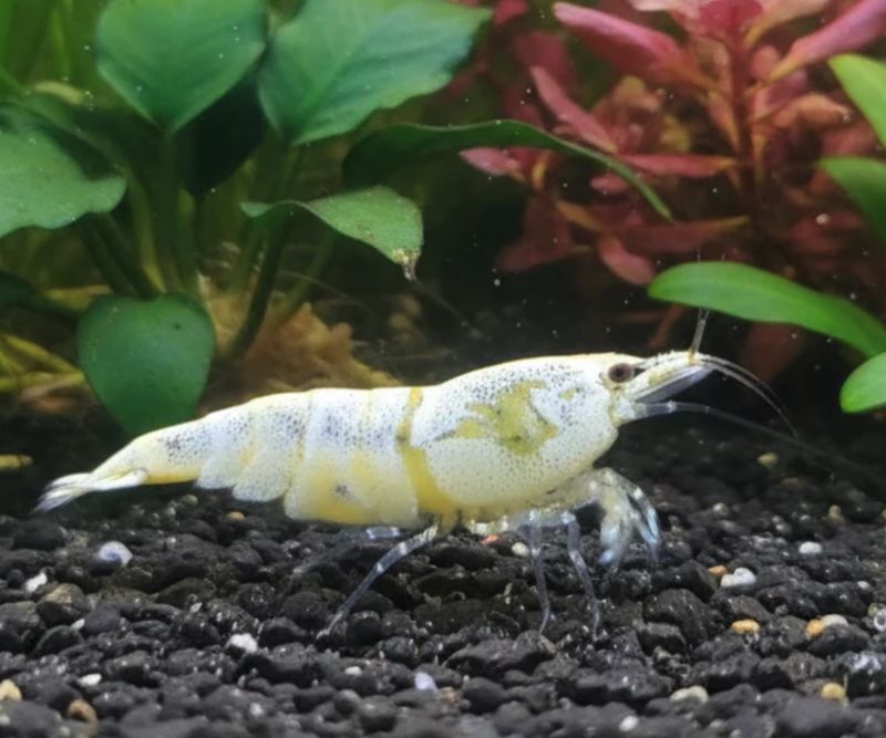 Golden Bee - Caridina logemanni