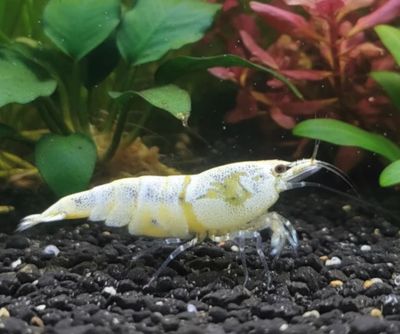 Golden Bee - Caridina logemanni