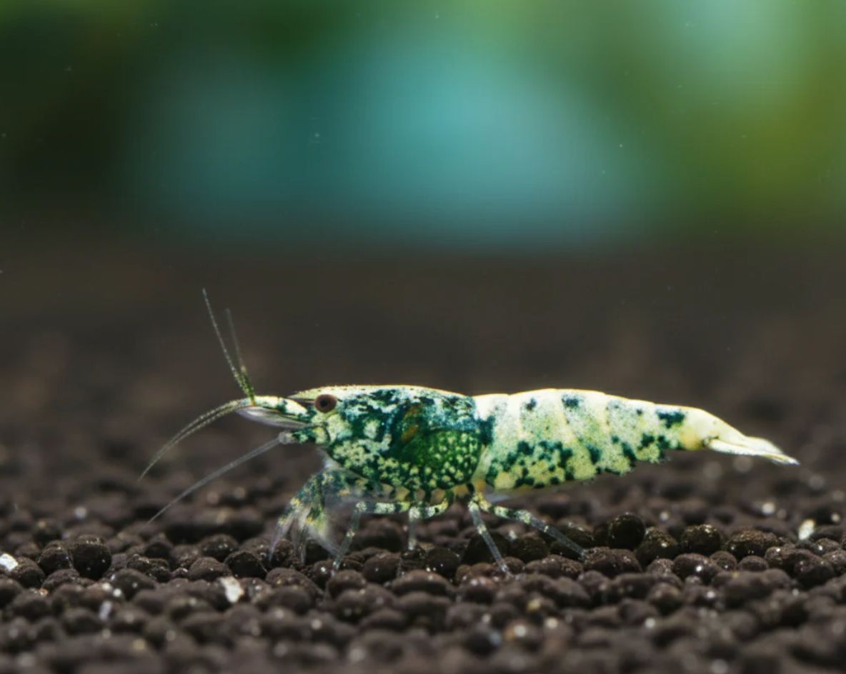 Crazy Blue - Caridina