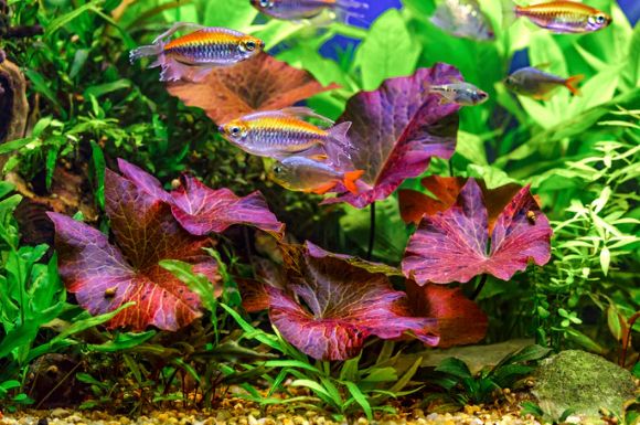Tigerlotus rot (Knolle)- Nymphaea zenkeri