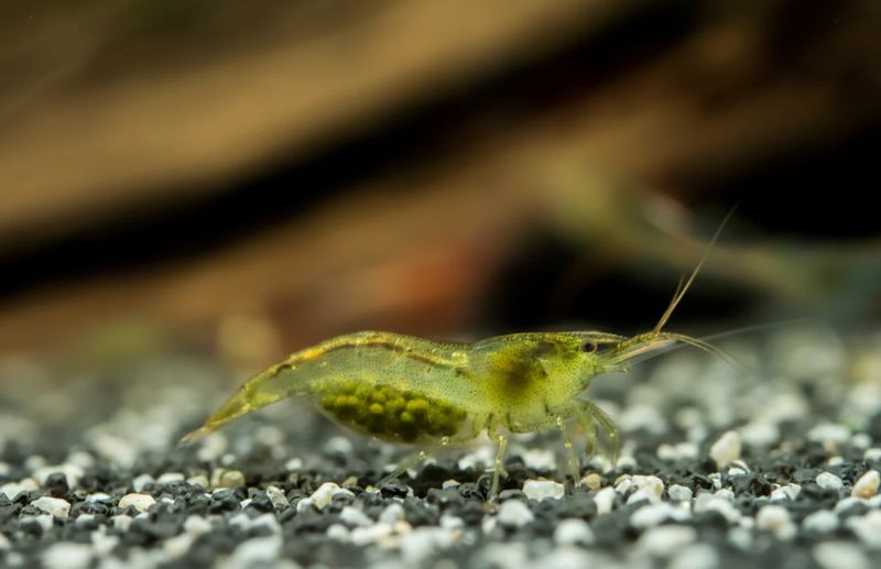Zwerggarnele - Caridina cf. babaulti "Green"