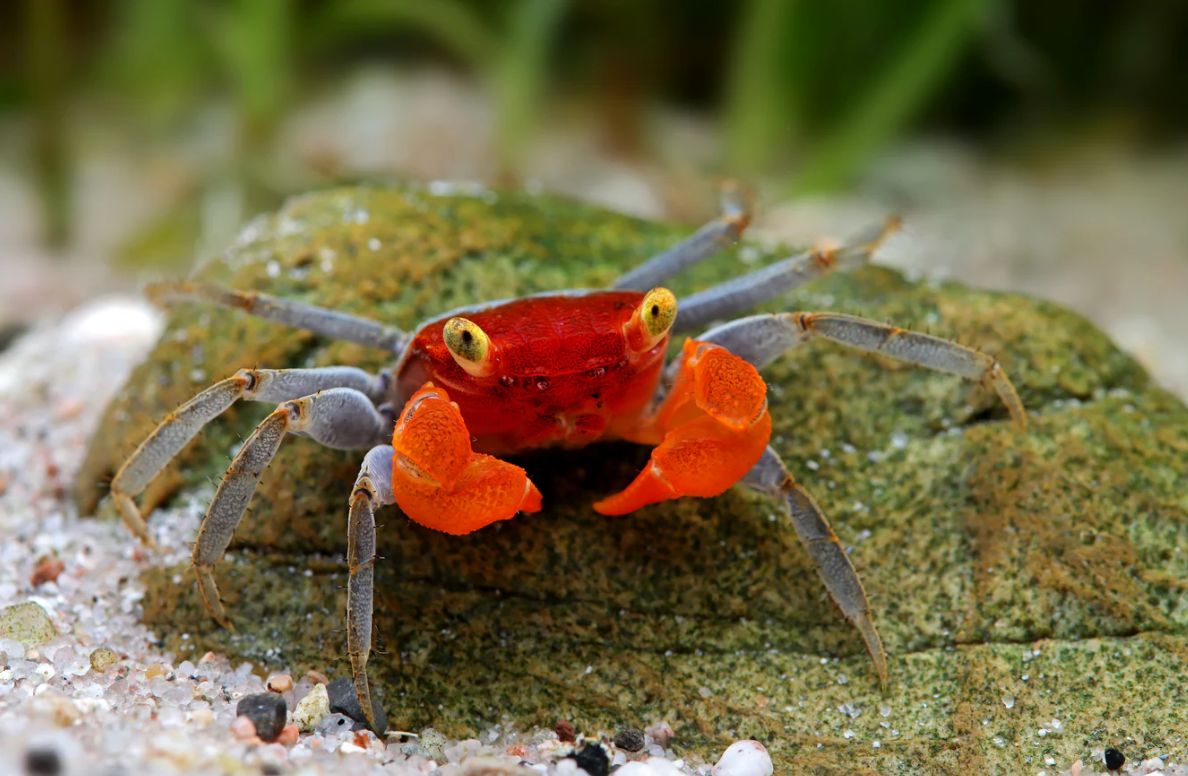 Vampirkrabbe „Ronin“ – Geosesarma sp. | Exotische Landkrabbe für Paludarium &Tropenterrarium Vampirkrabbe „Ronin“ – Geosesarma sp. | Exotische Landkrabbe für Paludarium &Tropenterrarium