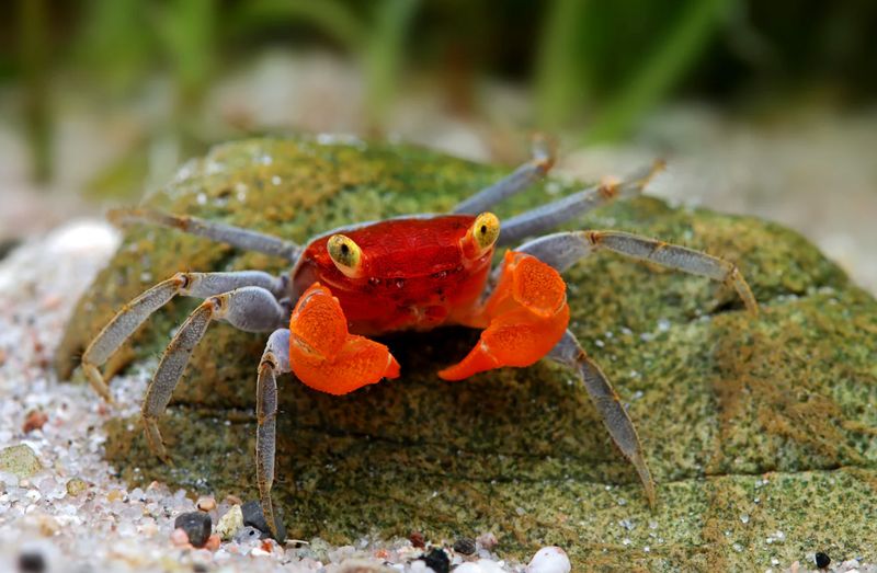 Vampirkrabbe „Ronin“ – Geosesarma sp. | Exotische Landkrabbe für Paludarium &Tropenterrarium Vampirkrabbe „Ronin“ – Geosesarma sp. | Exotische Landkrabbe für Paludarium &Tropenterrarium
