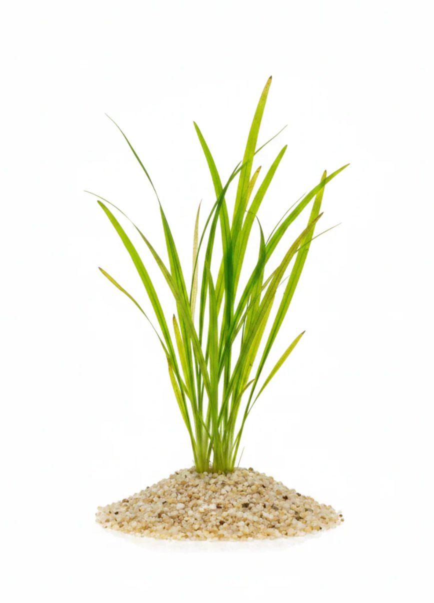 vallisneria vallisneria