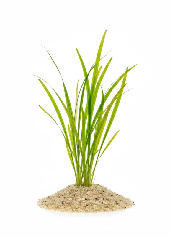 vallisneria