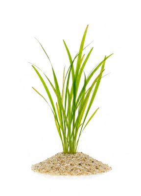 vallisneria