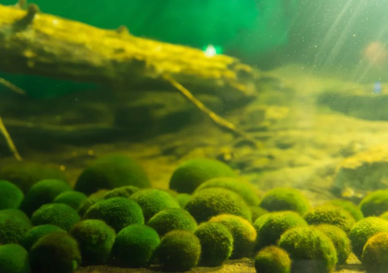 50× Algenbälle / Mooskugeln – Natürlicher Wasserreiniger ; Aquarium Deko