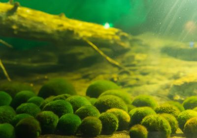 50× Algenbälle / Mooskugeln – Natürlicher Wasserreiniger ; Aquarium Deko