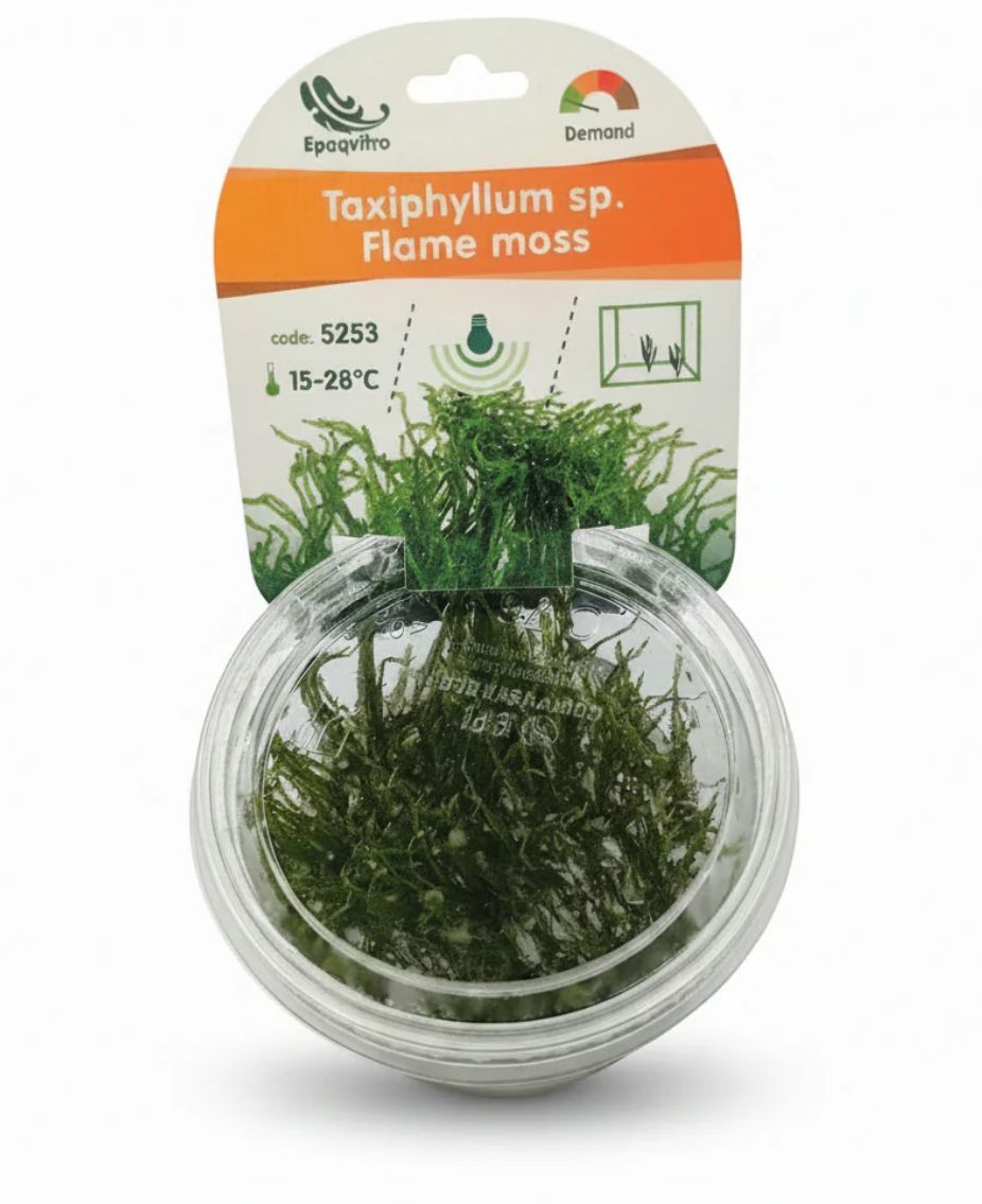 Flammen-Moos Taxiphyllum sp. ´Flame moss´ in vitro Aquarien Aquarium Pflanze