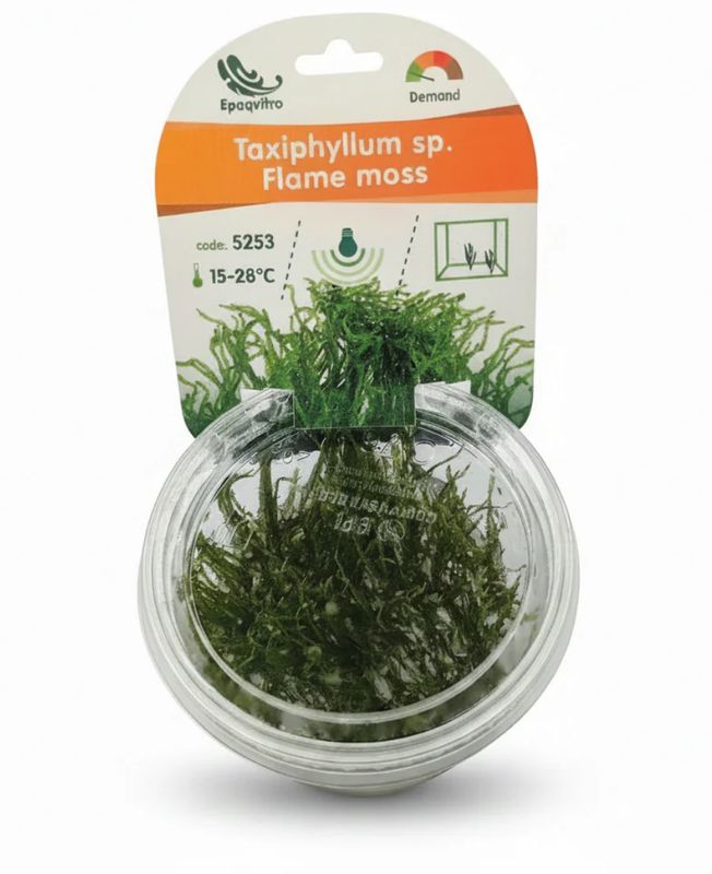 Flammen-Moos Taxiphyllum sp. ´Flame moss´ in vitro Aquarien Aquarium Pflanze