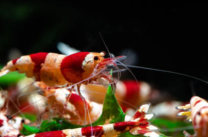 Red Bee Garnele - Caridina logemanni Red Bee