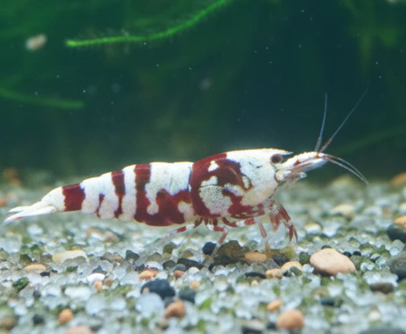 Red Fancy Tigergarnelen