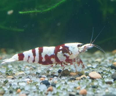 Red Fancy Tigergarnelen Red Fancy Tigergarnelen