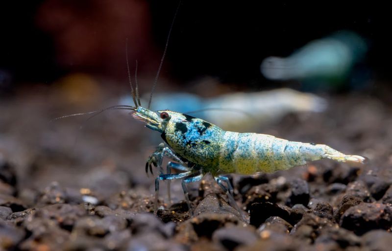 Iced Blue - Caridina sp