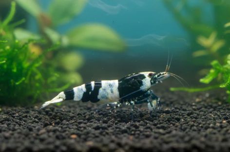 Black Bee - Caridina logemanni Black Bee - Caridina logemanni