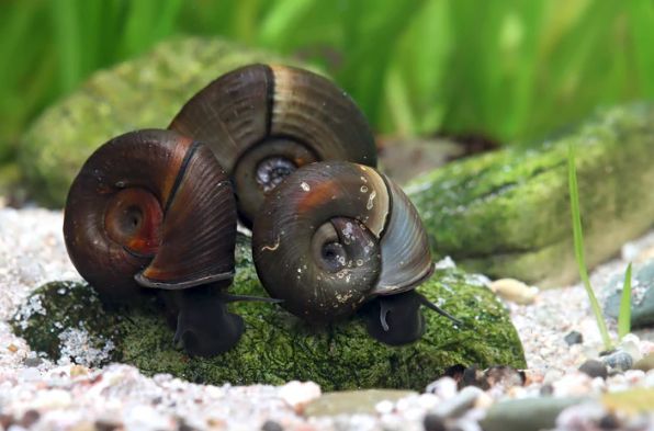 Braune Posthornschnecke Braune Posthornschnecke