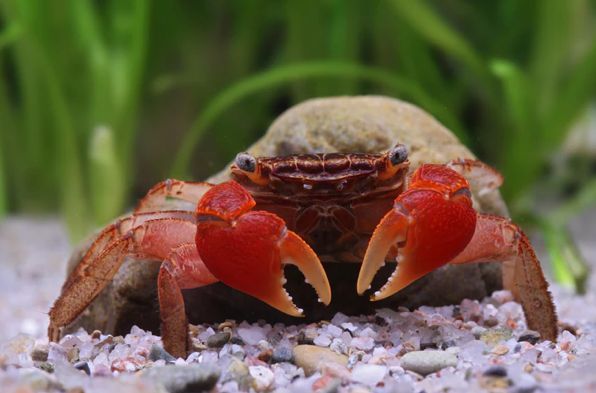 Rote Mangrovenkrabben - Pseudosesarma moeshi Rote Mangrovenkrabben - Pseudosesarma moeshi