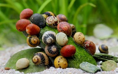 Schnecken mix - Fancy Geweihschnecke Schnecken mix - Fancy Geweihschnecke