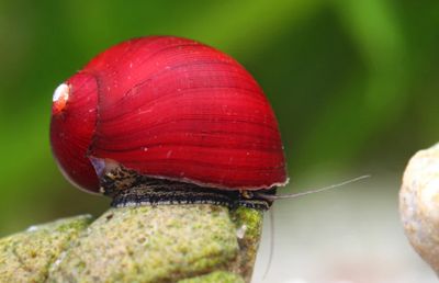 Red Rennschnecke - Vittina waigiensis Red Rennschnecke - Vittina waigiensis