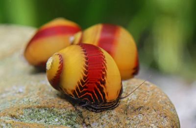 Red / Yellow stripe Rennschnecke - Vittina waigiensis Red / Yellow stripe Rennschnecke - Vittina waigiensis