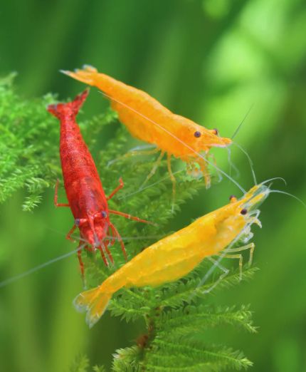 Garnelen Mix Rot / Orange / Gelb – Neocaridina davidi 1 stück Garnelen Mix Rot / Orange / Gelb – Neocaridina davidi 1 stück