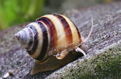 Baby Pianoschnecke - Taia naticoides Baby Pianoschnecke - Taia naticoides