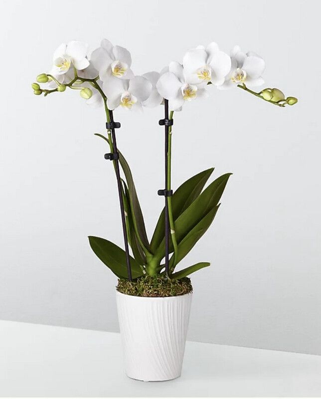 $95 Double Bloom Phalaenopsis Orchid Plant