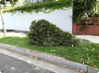 Tree Collection