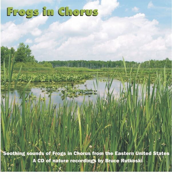 Frogs in Chorus MP3