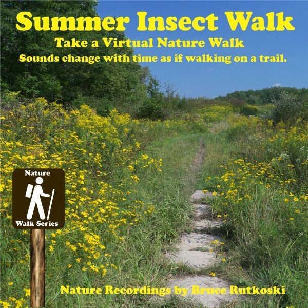 Summer Insect Walk MP3