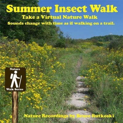Summer Insect Walk MP3