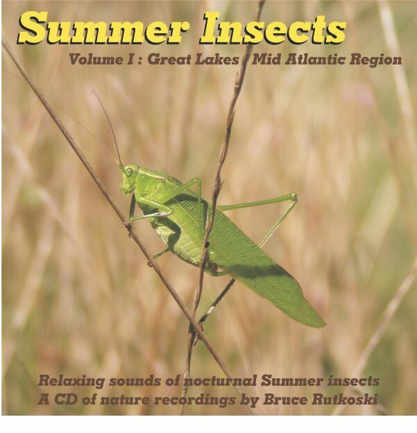 Summer Insects MP3