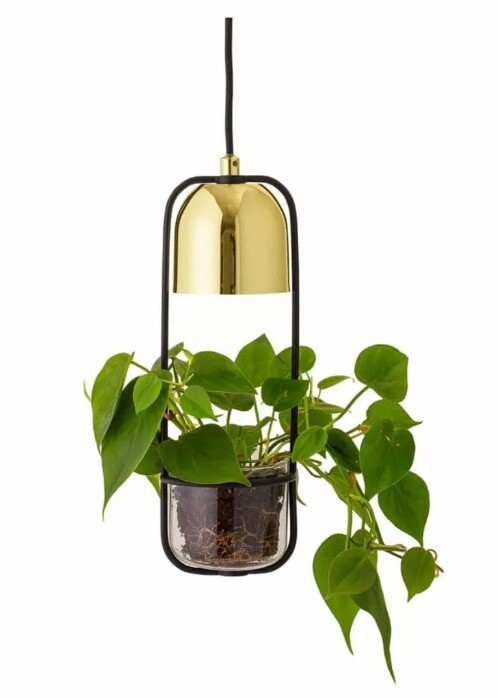Golden Hanging Plant