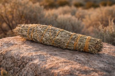 Desert Sage Smudge desert sage smudging