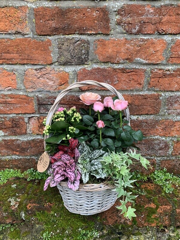 Indoor Planted Basket
