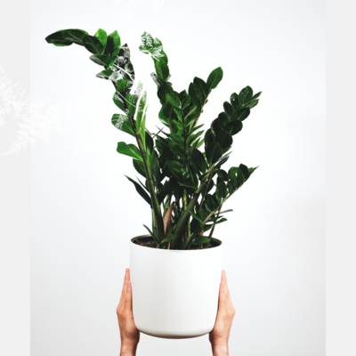 {Plant Care} How to care for the 'ZZ' Plant
