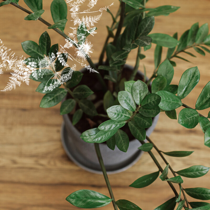 ZZ Plant (Zamioculas zamiifolia &#39;Raven&#39;) Houseplant