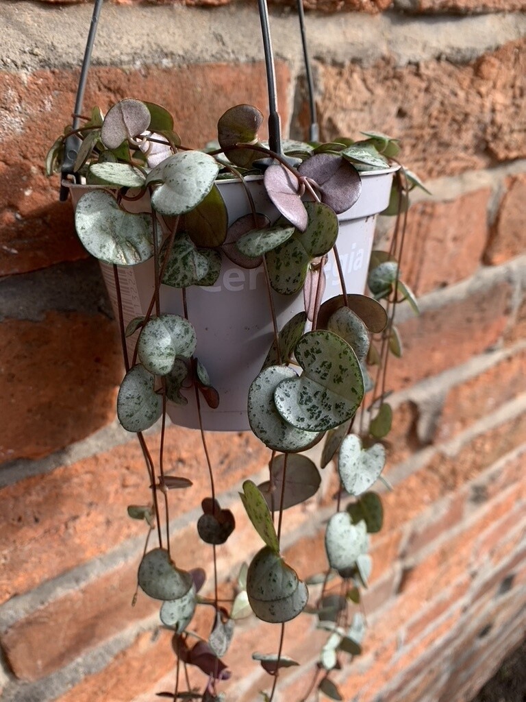 String of Hearts Plant (Ceropegia woodii) Houseplant