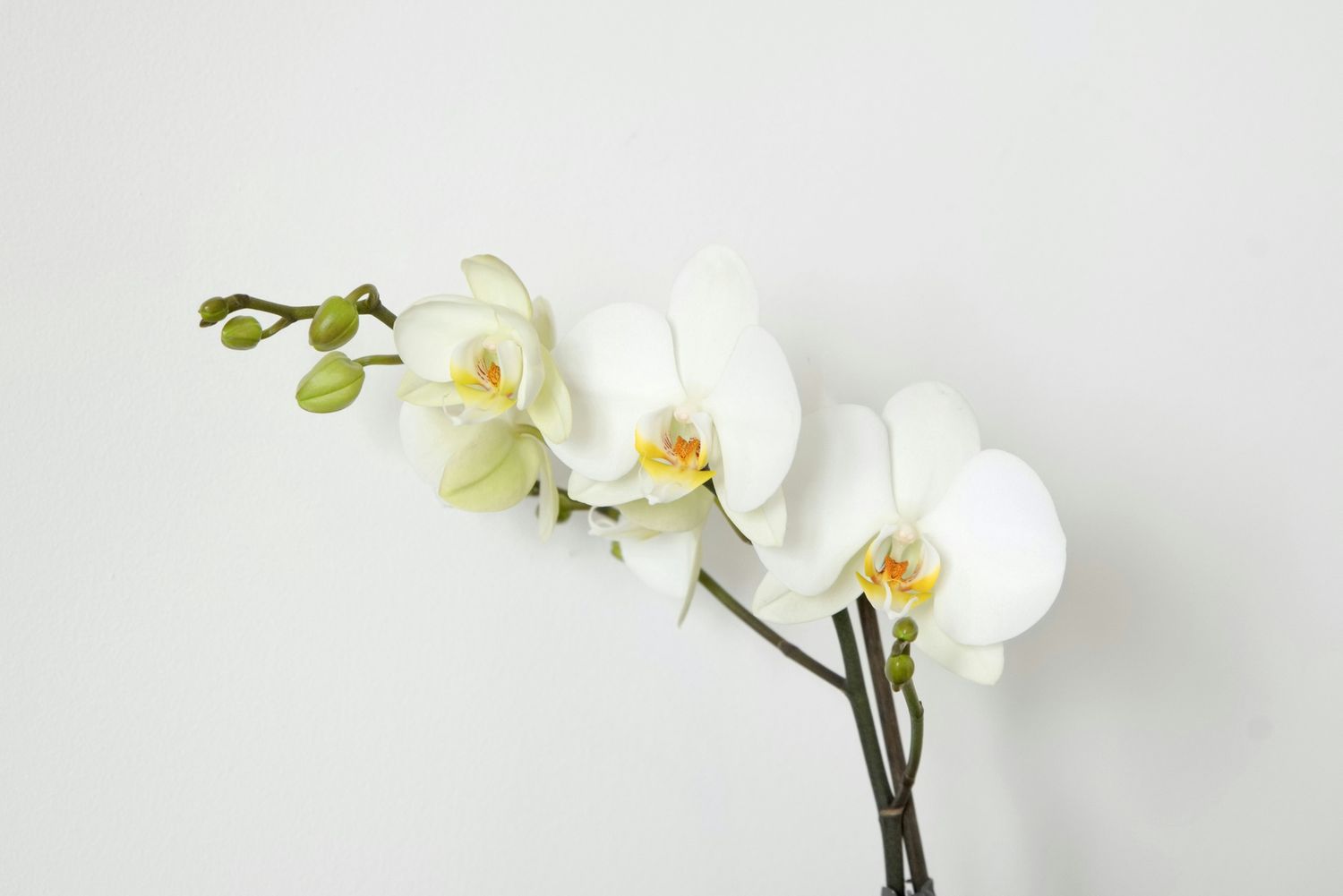 British Grown Phalaenopsis Orchid, Add a pot?: No pot, Colour: White