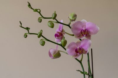 British Grown Phalaenopsis Orchid