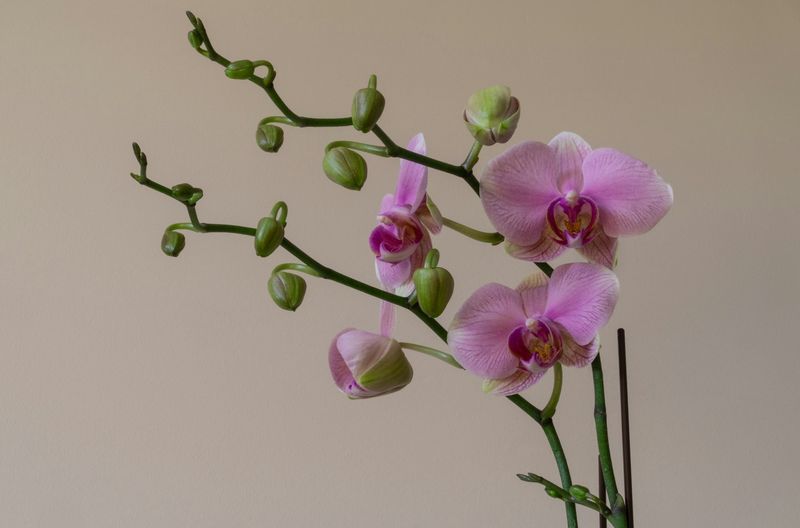British Grown Phalaenopsis Orchid