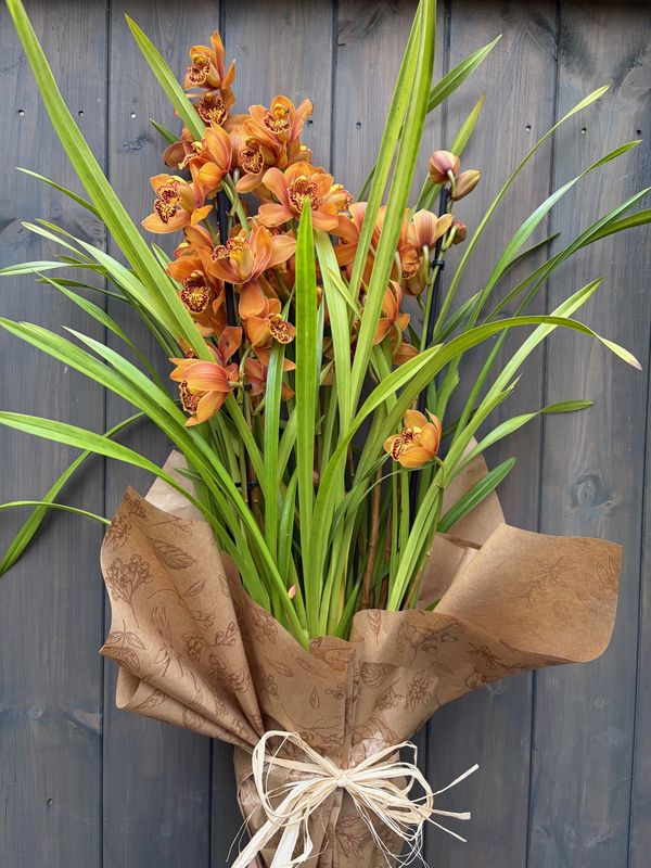 Cymbidium Orchid - Large