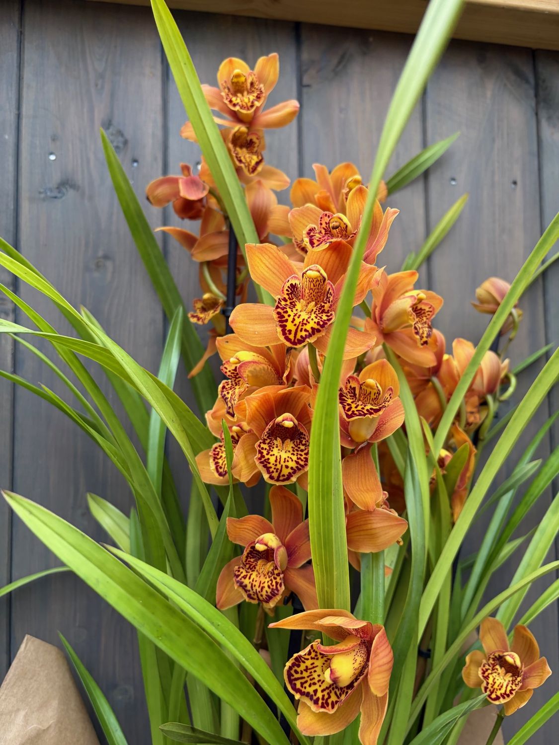 Cymbidium Orchid - Large, Colour: Copper