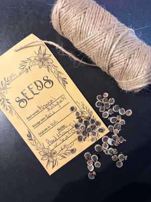 {Plant Care} How to plant your Hollyhock seeds