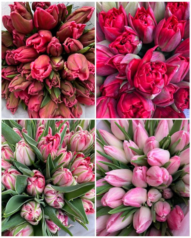 Valentines 15 British Grown Tulips