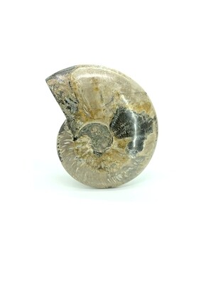 Ammonite Fossil